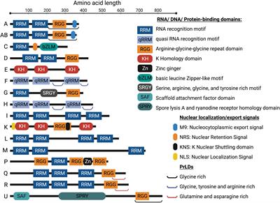 Diverse roles of heterogeneous nuclear ribonucleoproteins in viral life cycle